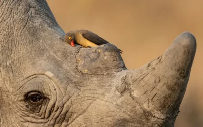 Premio al fotógrafo de vida silvestre del año