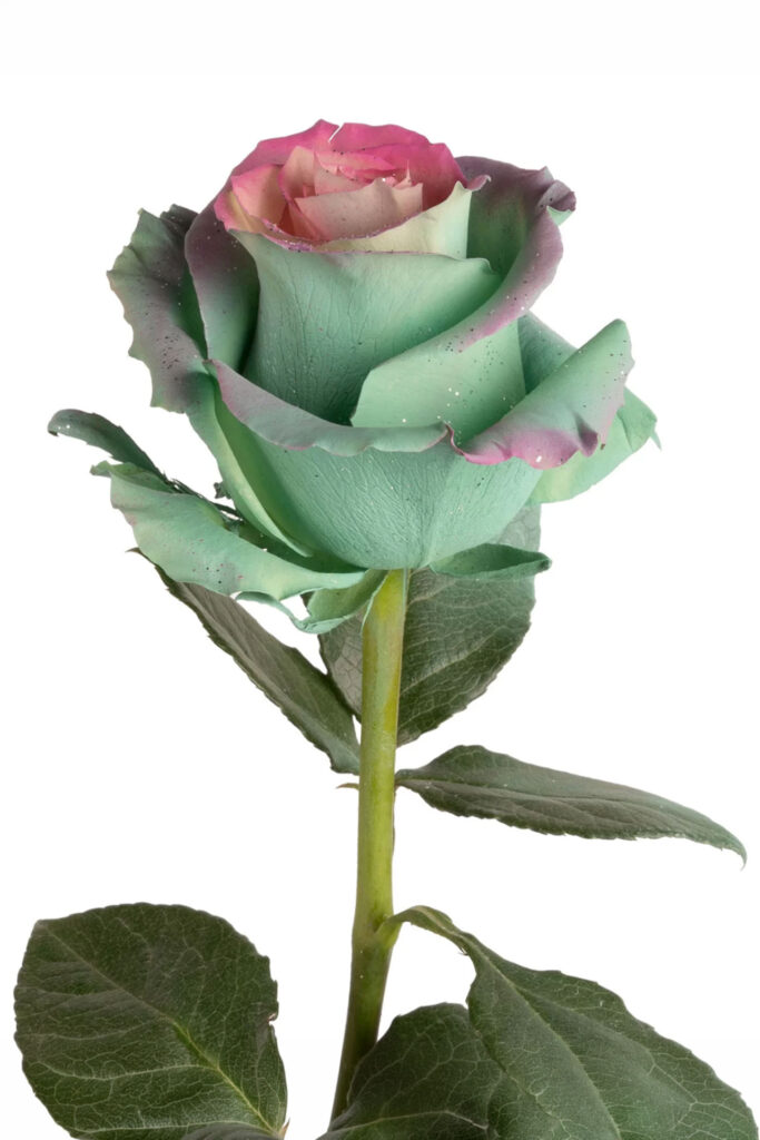 Rosa